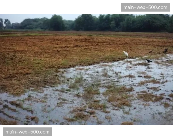 体育传播正从大水漫灌式投放转向滴灌式社群分发 大幅提升营销转化效率